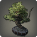 Pine Bonsai