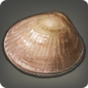 Island Clam