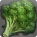 Island Broccoli