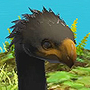 Black Chocobo