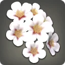 White Cherry Blossom Corsage