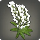 White Lupin Corsage