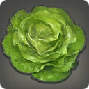 Robe Lettuce