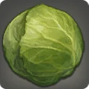 Highland Cabbage