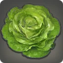 Iceberg Lettuce