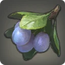 Othardian Plum