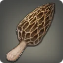 Morel