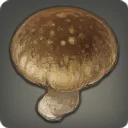 Shiitake Mushroom