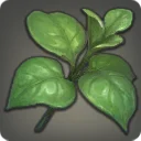 Midland Basil