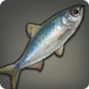 Harbor Herring