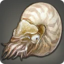 Nautilus