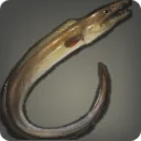 Pike Eel