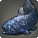 Coelacanth