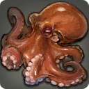 Gigant Octopus