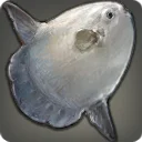 Sunfish