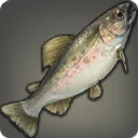 Rainbow Trout