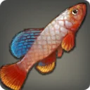 Grip Killifish