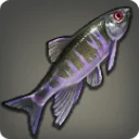 Cadaver Carp