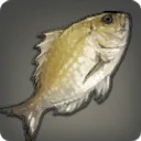 Sand Bream