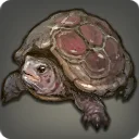 Box Turtle