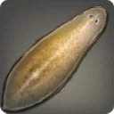 Mitre Slug