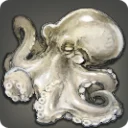 Albino Octopus