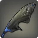 Black Magefish