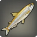 Capelin