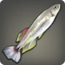 Tail Mountains Minnow