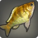 Golden Cichlid