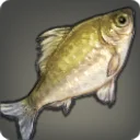 Temple Carp