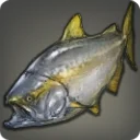 Amberjack