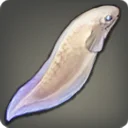 Snailfish