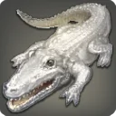 Albino Caiman