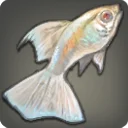 Platinum Guppy