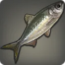 Northern Herring