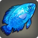 Cobalt Chromis