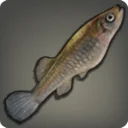 Topminnow