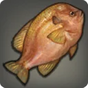 Longear Sunfish