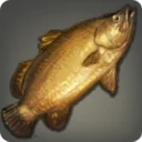 Golden Barramundi