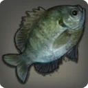 Bluegill