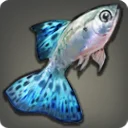 Star-blue Guppy