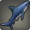 Blue Shark