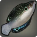 Othardian Wrasse