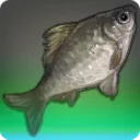 Matron Carp