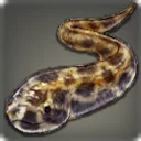 Leopard Eel