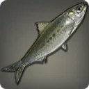 Rhotano Sardine