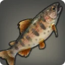 Calico Trout