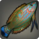 Garjana Wrasse