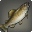 Plump Trout